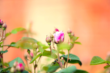 Blooming roses and buds on a bush in the garden