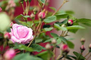 Blooming roses and buds on a bush in the garden