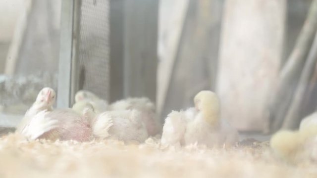Chicken eggs and chickens eating food in farm