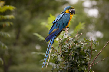 macaw standing on a tree branch