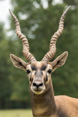 Fototapeta premium Blackbuck