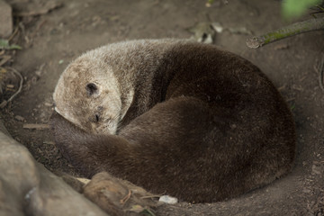 Obraz premium furry creature playing dead