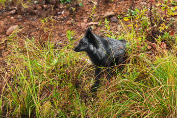 Silver Fox (Vulpes vulpes) Sits on Shore