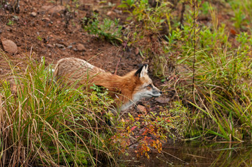 Red Fox ( Vulpes vulpes) Looks Right on Shore