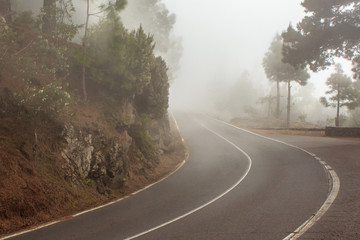 foggy road in forest, street in misty forest