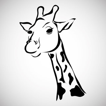 Animal design. giraffe icon. Isolated illustration , vector