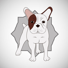 Animal design. french bull dog icon. Isolated illustration , vector