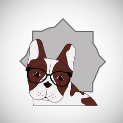 Animal design. french bull dog icon. Isolated illustration , vector