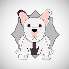 Animal design. french bull dog icon. Isolated illustration , vector