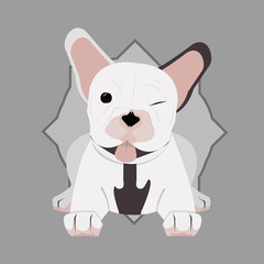 Animal design. french bull dog icon. Isolated illustration , vector