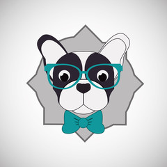 Animal design. french bull dog icon. Isolated illustration , vector