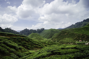 Fototapeta na wymiar beautiful nature, green tea plantation landscape at cameron highland,malaysia.
