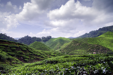 Fototapeta na wymiar beautiful nature, green tea plantation landscape at sunny day,Image taken at cameron highland,malaysia.