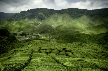 Fototapeten wave hill and green tea plantation landscape at cameron highland,malaysia. © amirul syaidi