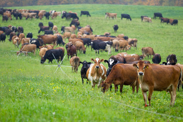 cows grazing.