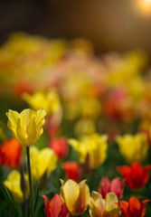 Obraz premium flowers