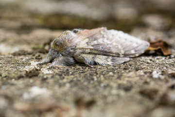 Lobster moth (Stauropus fagi) head on. British nocturnal insect in the family Notodontidae, at rest with wings held in distinctive posture.