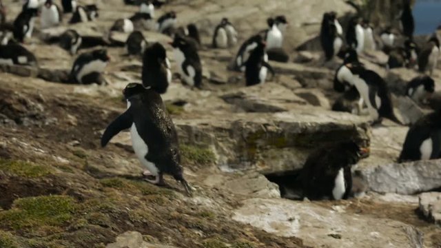 A Rockhopper penguin hopping on some rocks in Falkland Islands