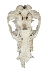 animal skull on white