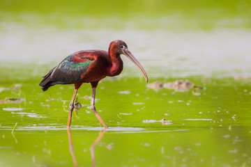 Glossy Ibis ( Plegadis falcinellus ) on the field in real nature in Thailand