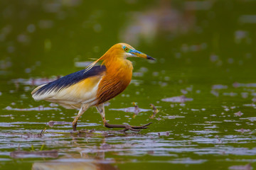 Portrait of Chinese Pond Heron (Ardeola bacchus)