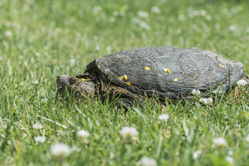 Common snapping turtle