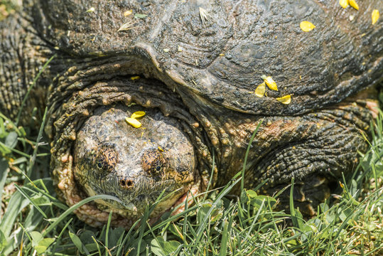 Common snapping turtle