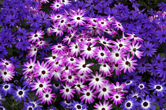 Closeup of a Field of Pink and Purple Daisy Flowers