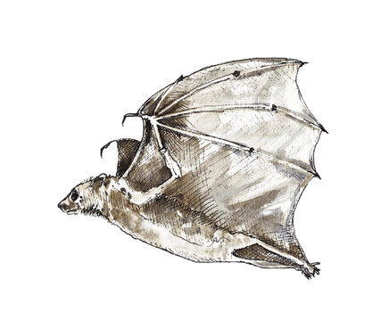 Watercolor illustration of a bat