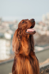 Happy red Irish setter