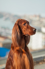 Portrait of serious red Irish setter