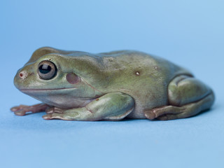 green frog