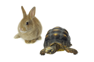 turtle and rabbit
