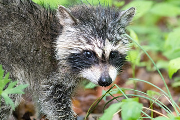 Very young raccoon is searching for food along forest floor in late spring at High Point State Park, New Jersey, in natural setting, looking up