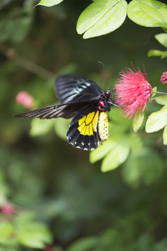 cattle heart butterfly on pink flower