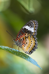 malay lacewing butterfly