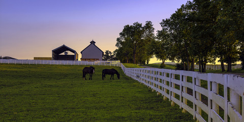 Horse farm at dawn © jackienix