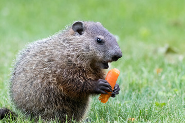 Very young groundhog is holding a carrot with mouth open at slight angle