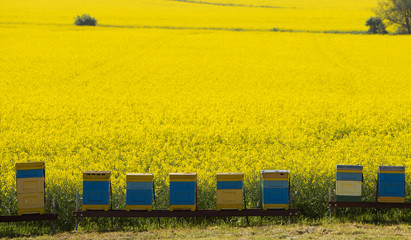 Hives near the blooming rapeseed field © MichelUlman