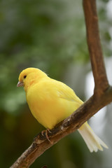 perching yellow bird