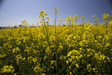 Beautiful spring landscape, yellow flower in rapeseed field