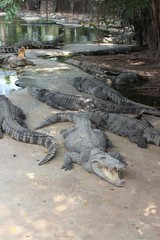 タイの動物園にいるワニ