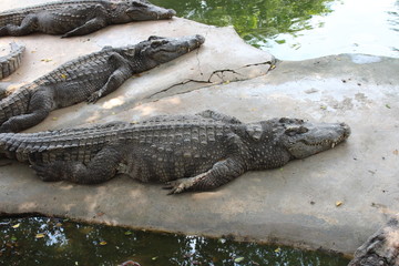 タイの動物園にいるだらけたワニ