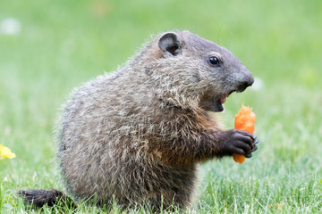 Very young groundhog is holding a carrot with mouth open wide