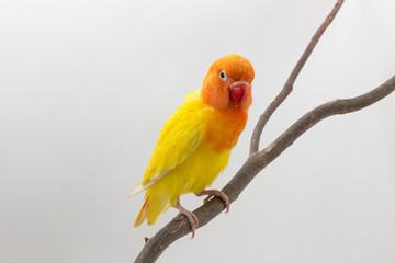 Double Yellow Lovebird on branch