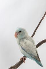 Pastel Blue Forpus Bird