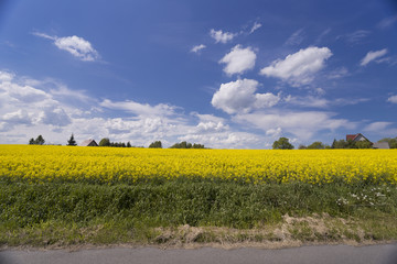 Beautiful spring landscape, yellow flower in rapeseed field