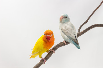 Yellow Lobebird and Pastel Blue Forpus