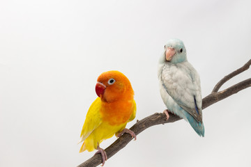 Fototapeta na wymiar Yellow Lobebird and Pastel Blue Forpus