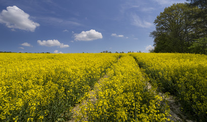 Beautiful spring landscape, yellow flower in rapeseed field